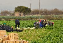 ASAJA Toledo pide información sobre la contratación de los inmigrantes que se acojan a la regularización extraordinaria