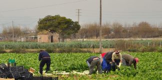 ASAJA Toledo pide información sobre la contratación de los inmigrantes que se acojan a la regularización extraordinaria