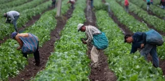 ¿Cuáles son las comunidades autónomas con mayor y menor paro agrario? temporeros