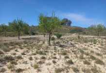 Publicada una última resolución de ayudas extraordinarias a productores de frutos de cáscara afectados por la sequía Tomillo entre almendros