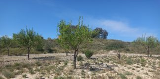 Publicada una última resolución de ayudas extraordinarias a productores de frutos de cáscara afectados por la sequía Tomillo entre almendros