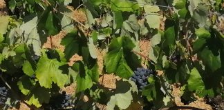 Lamentan tener los precios de la uva más bajos de España precio de uva