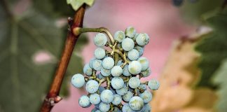 Los altos costes de producción y la sequía impactan sobre la vendimia uvas