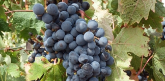 ¿A cuánto se está pagando la uva esta vendimia en España? uvas