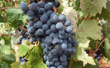 Ya se conocen los primeros precios de las uvas de Castilla-La Mancha uvas