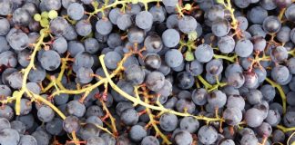 La ruina de la uva en Castilla-La Mancha. Unión de Uniones de Castilla-La Mancha vendimia