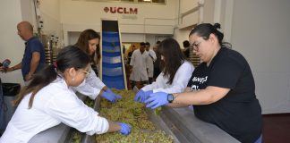 Arranca la primera campaña de vendimia de la Universidad de Castilla-La Mancha (UCLM) vendimia UCLM