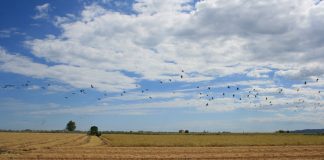 La propuesta europea sobre uso de productos fitosanitarios enciende las alarmas del sector agrario arrozal