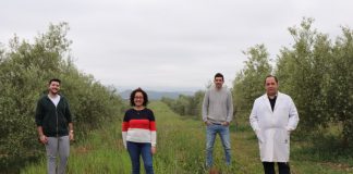 Las cubiertas vegetales mejoran la calidad de los suelos en los olivares Diverfarming