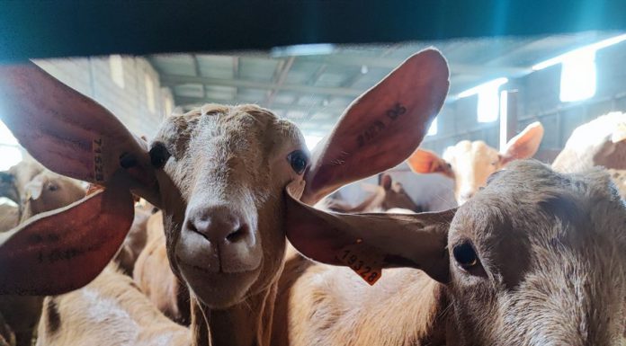 “La situación es muy dura: No podemos producir el litro de leche de cabra a un euro y cobrar menos de 80 céntimos”