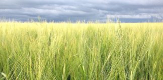 ¿Cuál es la provincia española que más apoyo ha recibido de la PAC? trigo