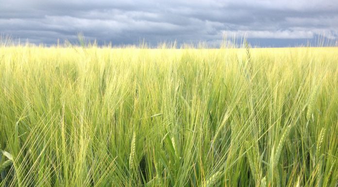 ¿Cuál es la provincia española que más apoyo ha recibido de la PAC? trigo