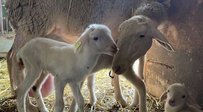 La Universidad de Castilla-La Mancha obtiene corderos de raza ovina Manchega nacidos por fecundación in vitro UCLM