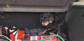 El SEPRONA rescata a dos perros de una balsa de riego rescate perros