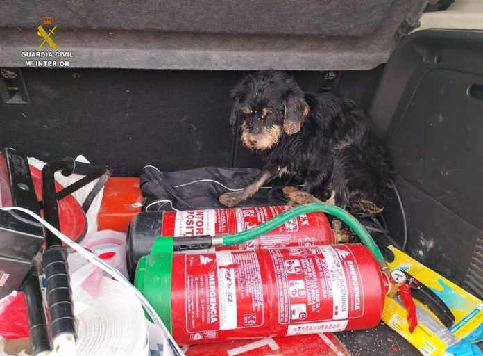 rescate perros