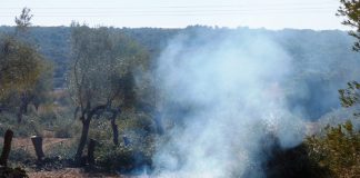Pide a la Junta de Extremadura que solicite al Ministerio de Agricultura que se permitan las quemas agrarias quema