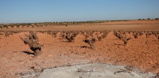 Las comunidades autónomas empiezan a publicar las normativas sobre quema de restos de poda quema de restos