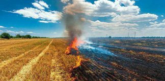 ¿Cómo se aplica la normativa de quema de restos de poda en cada comunidad autónoma?