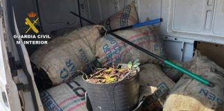 Las algarrobas, en el punto de mira de los ladrones del campo