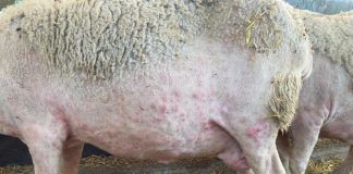 PP Castilla-La Mancha pide explicaciones al Gobierno regional sobre la expansión “descontrolada” de la viruela ovina viruela ovina