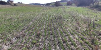 ¿Qué prohibición del glifosato? ¿Qué alternativas? Segismundo Regañón. Agricultor campo