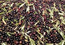 Castilla-La Mancha cierra la campaña con 138.291 toneladas de aceite de oliva