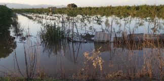 Las lluvias torrenciales causan pérdidas superiores a 15 millones en cultivos de Valencia y Castellón