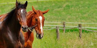 Los beneficios de la equitación