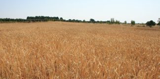 Los precios de los cereales no dan síntomas de recuperación, pese a la reducción de cosecha por la sequía cereales