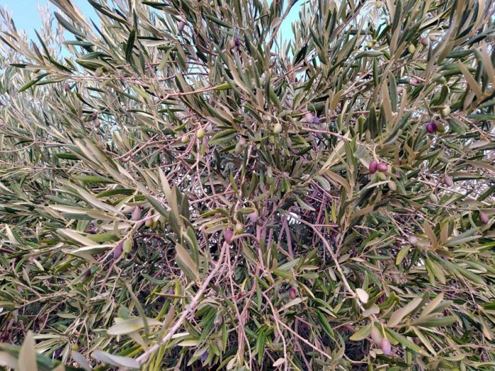 El progreso aceituna 02