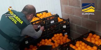 Operación Opson: Naranjas contaminadas; aceite a granel perjudicial para la salud o azafrán falso