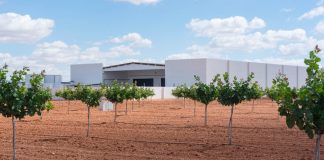 Podcast: ¿Puede el pistacho ser la alternativa que el secano necesita? pistachos