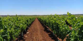 Pide una reestructuración de viñedo ante el aumento del consumo de vinos blancos y espumosos y la caída de tintos cava