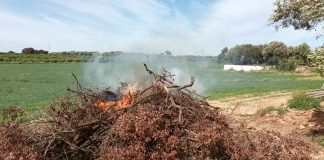 La norma que prohíbe la quema de residuos agrícolas será aprobada este jueves en el Congreso quema de restos de poda
