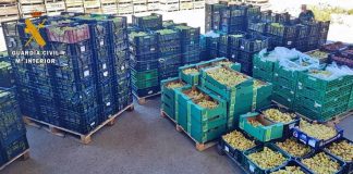La Guardia Civil investiga a tres personas por sustraer más de nueve toneladas de uvas y comercializarlas ilegalmente