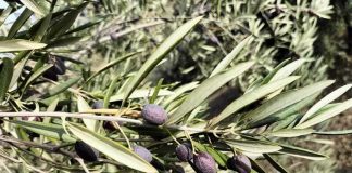 Prevén una próxima cosecha de aceite de oliva de 766.000 toneladas en toda España aceituna