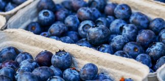 Buscan en Sudamérica jornaleros para trabajar en la campaña de frutos rojos en Huelva arándanos