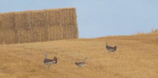 Realizarán un proyecto piloto para beneficio de las aves esteparias y su hábitat en Castilla-La Mancha y Madrid