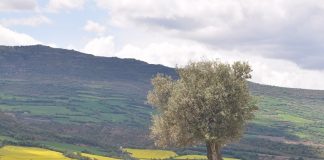 En vigor la nueva PAC 2023-2027 que afecta a 650.000 agricultores y ganaderos españoles paisaje Cataluña