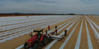 La importancia de los acolchados en el rendimiento de los cultivos acolchados agrícolas