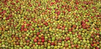 En Asturias no hay manzanas para elaborar la sidra que demanda el mercado