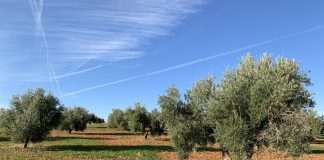 Estiman pérdidas medias de cosecha de aceite entre el 60 y el 90 por ciento, por la sequía olivar