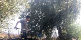 La cosecha de aceituna caerá a la mitad en una provincia andaluza olivar