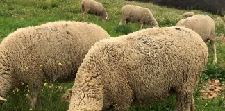 Actualización de la situación epidemiológica de la lengua azul en las ganaderías de España ovejas