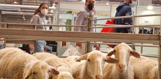 Aprobada una nueva normativa que refuerza la sanidad y protección de los animales durante el transporte