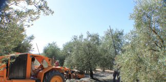 Prevé pérdidas de 150 millones por 2,2 millones de jornales menos en aceituna aceite