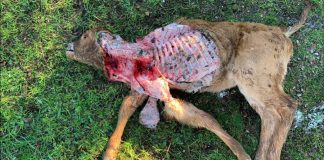 Advierten sobre numerosos avistamientos de lobos en la comarca de Ledesma, entre Salamanca y Zamora