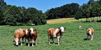 Castilla y León podría quedarse sin pastos comunales en la próxima PAC vacas