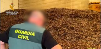 Las algarrobas, un producto cada vez más “interesante” para los ladrones robos de algarrobas