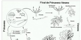 La Botriosfera, una de las pocas enfermedades que afectan a los pistachos enfermedades pistacho